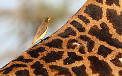 Yellow-billed Oxpecker